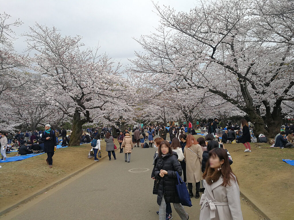 일본 우에노 공원 벚꽃 축제