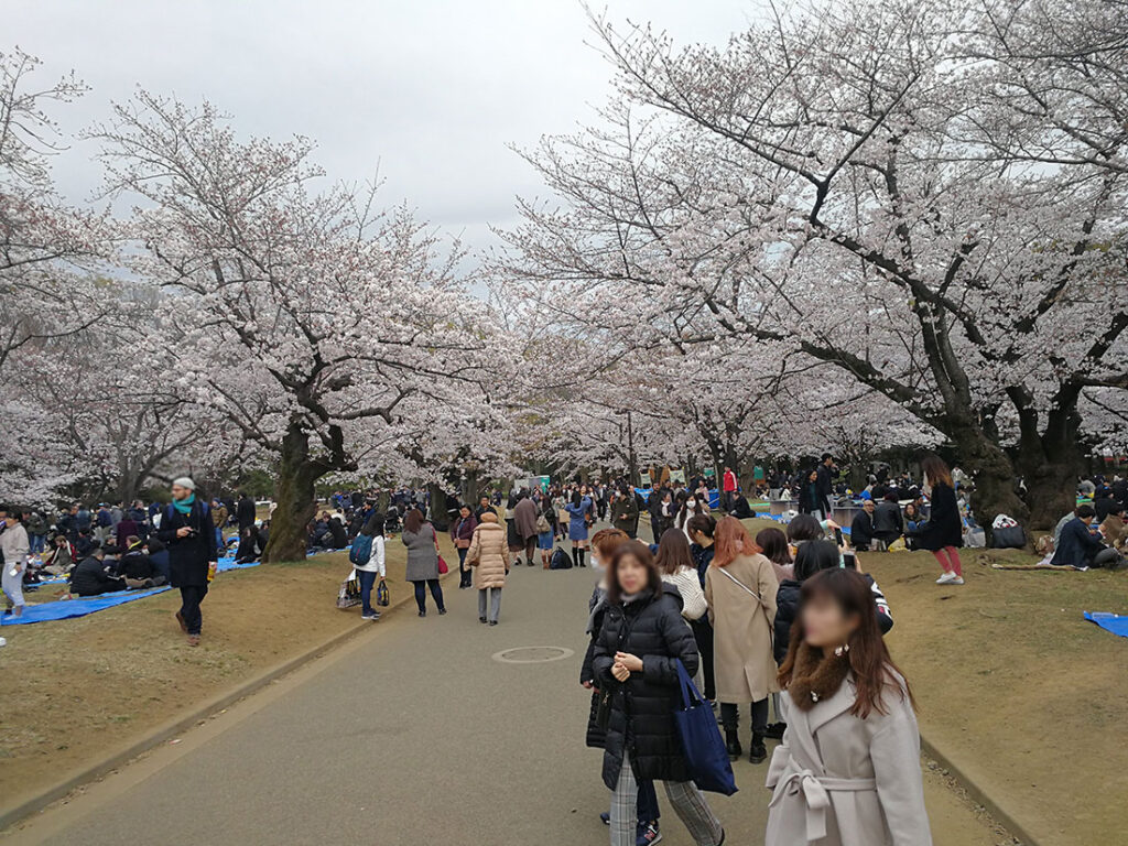 우에노공원 벚꽃축제 기간