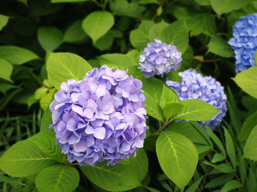 일본 수국 아지사이