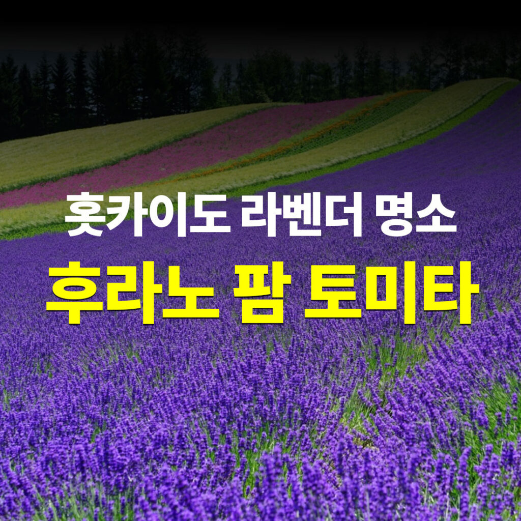후라노 팜토미타 홋카이도 라벤더 명소